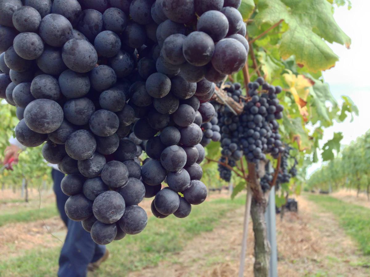 William Heritage Winery William Heritage Winery