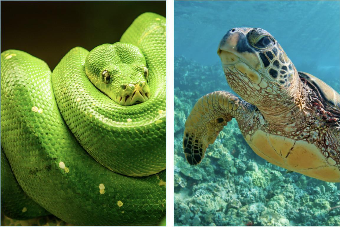 Zoos & Aquariums Zoos & Aquariums