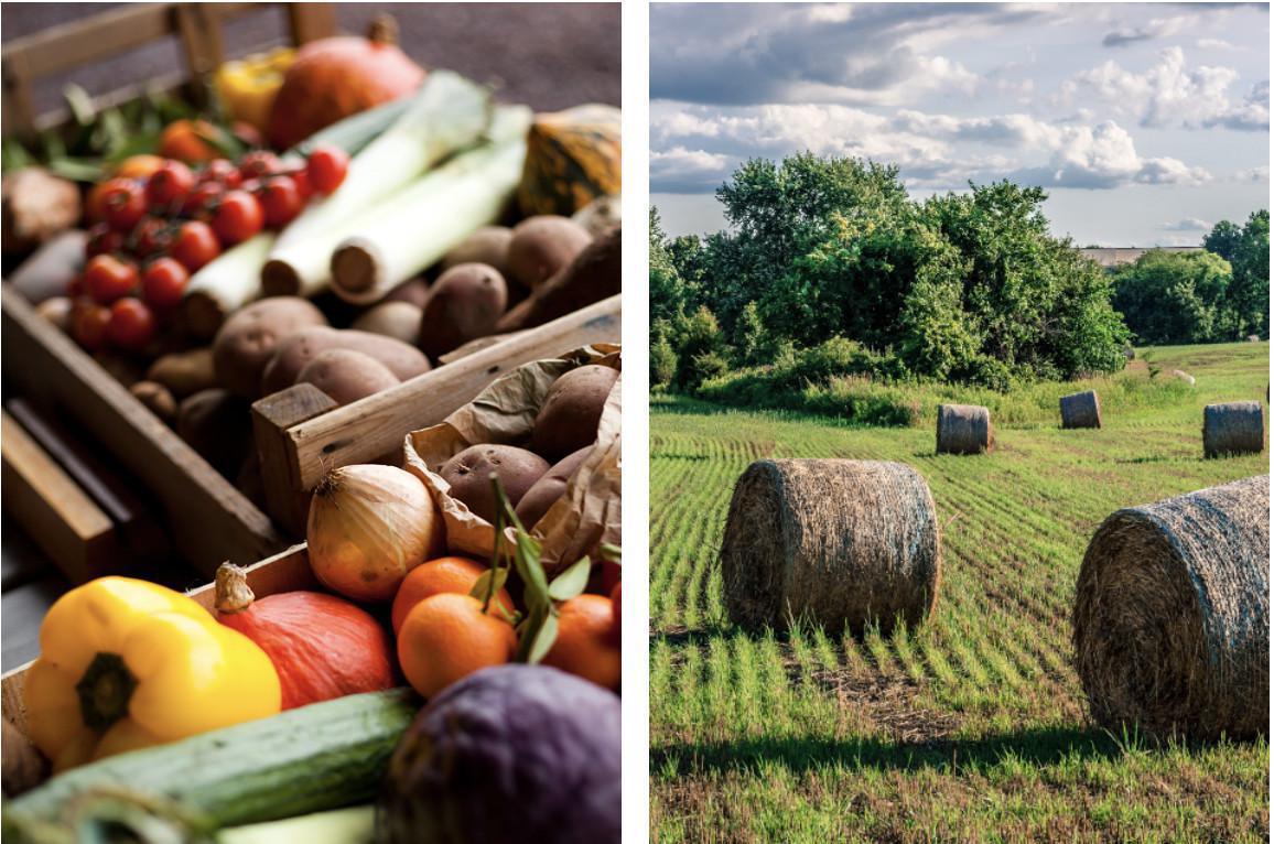 Farms & Orchards Farms & Orchards