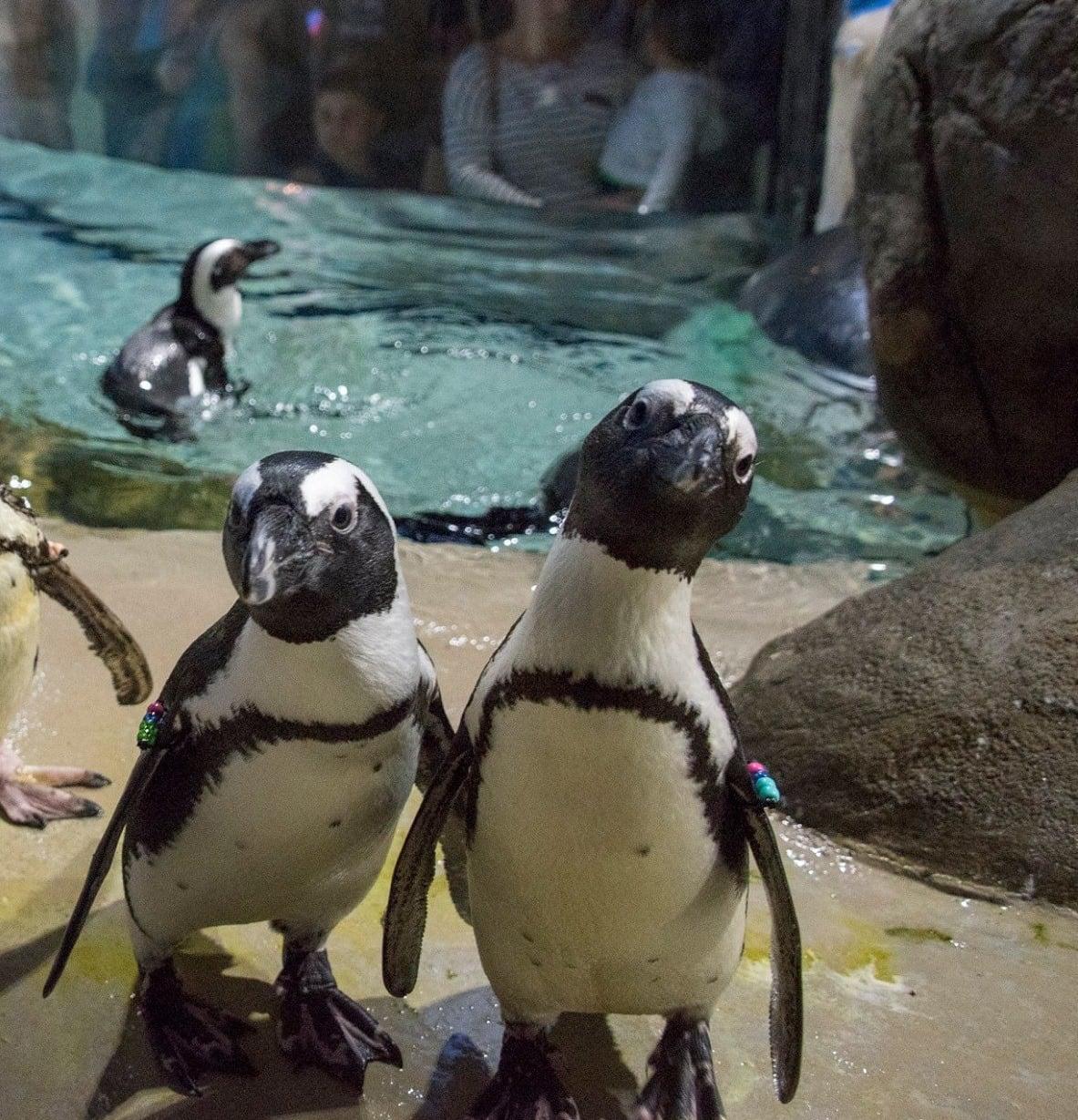 Jenkinson's Boardwalk Jenkinson's Boardwalk