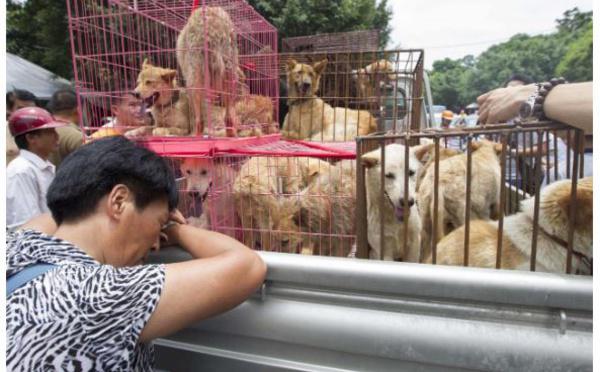 Le festival de la viande de chien, Yulin, a ouvert en Chine malgré le coronavirus