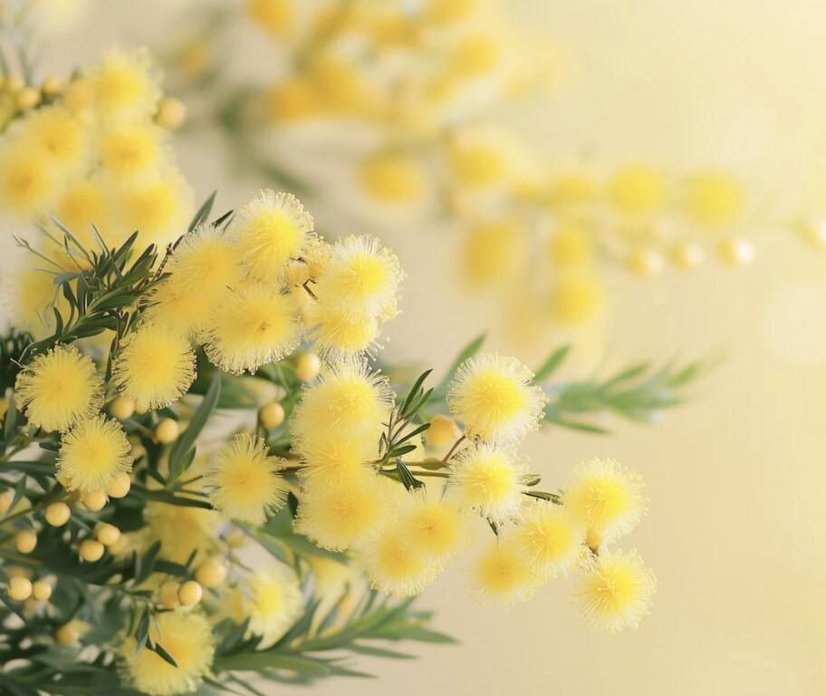 Speciale Festa della Donna