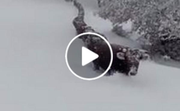 Una prucessione di vacche in Sardegna