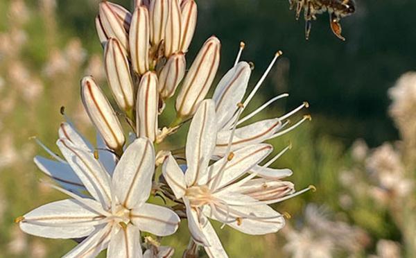 I fiori chì piacenu à l'ape