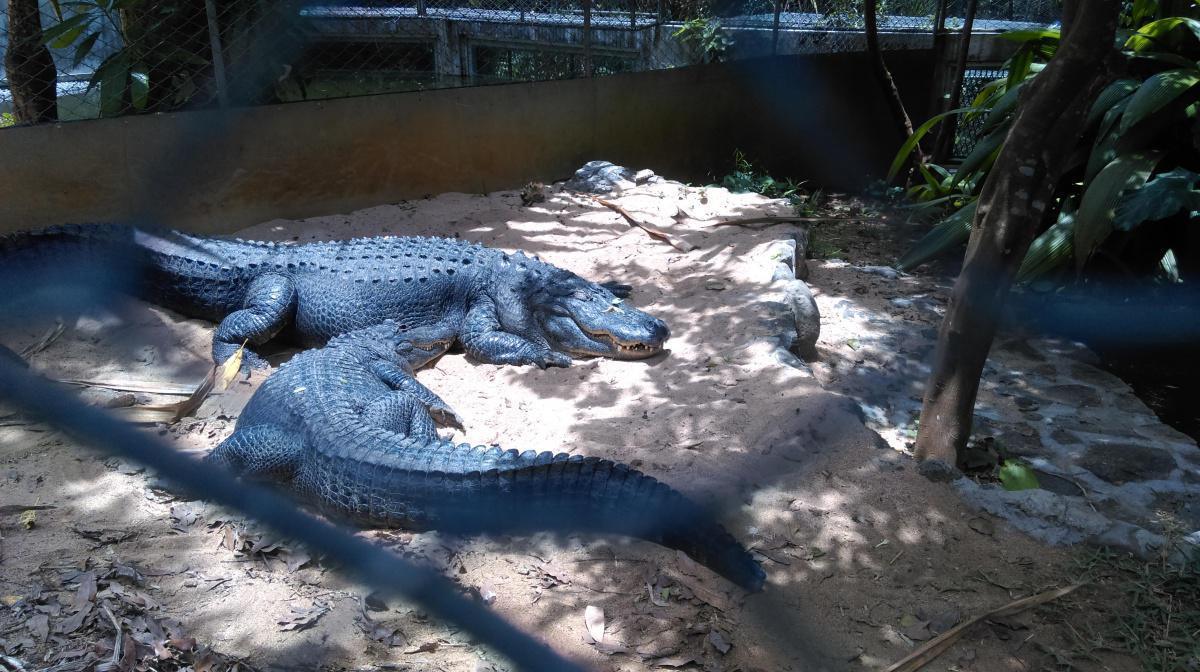 Crocodile Feeding time