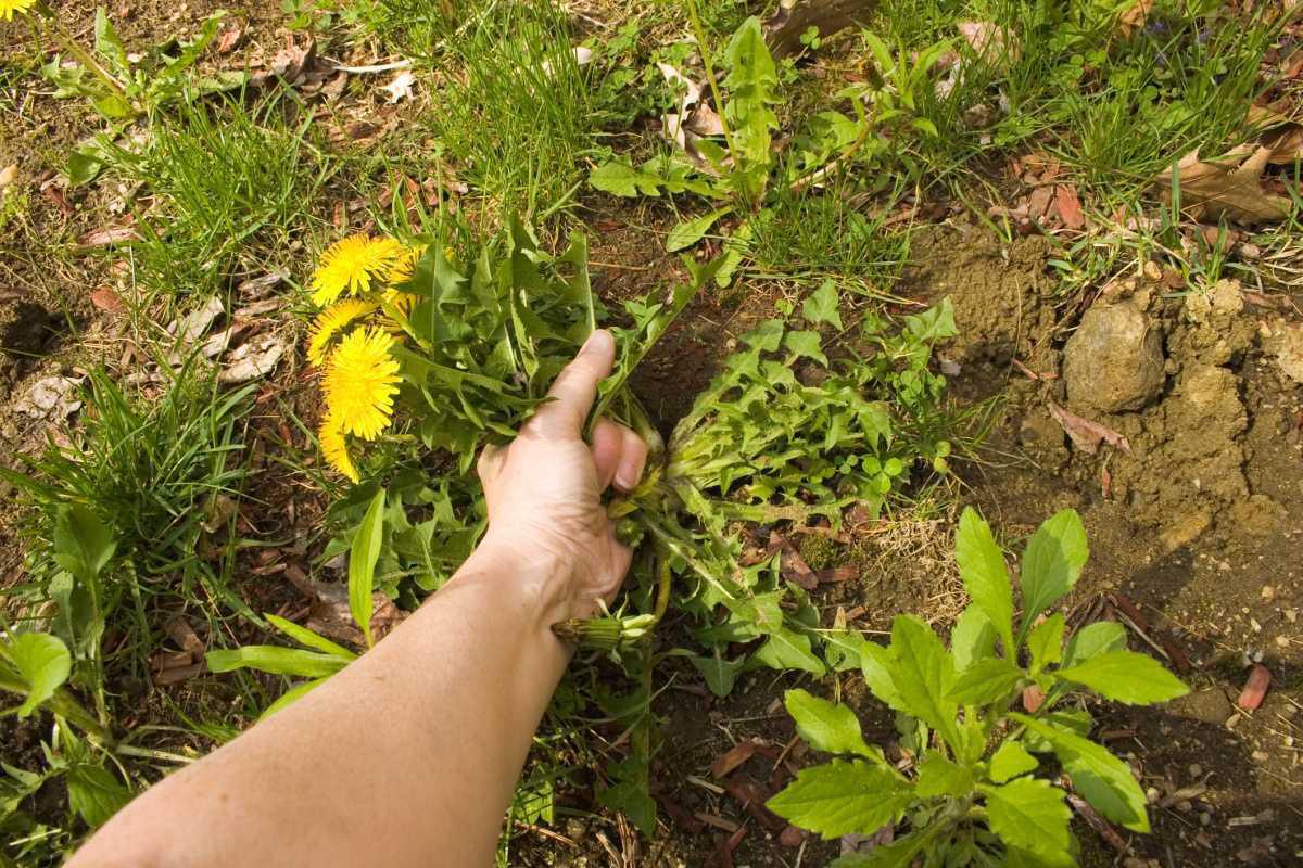 Tend To The Weeds of Sin!