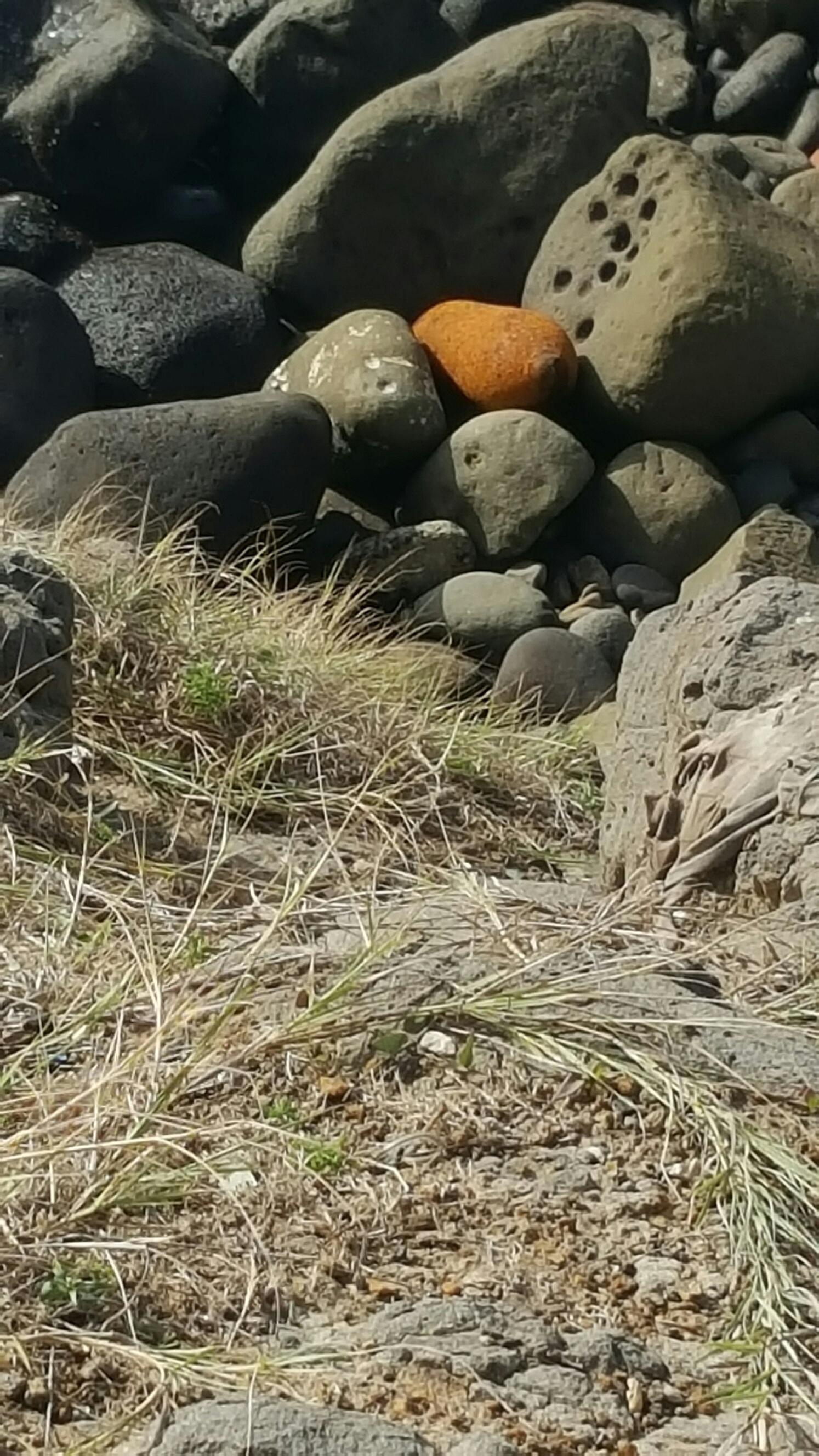 INSOLITE: Un obus «rouillé» et «refoulé» par l’océan sème la panique sur la Corniche Ouest