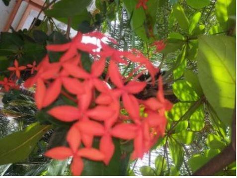 Les plantes médicinales, une niche méconnue : Un patrimoine à protéger pour les générations futures