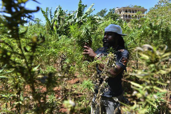 Enquête sur la drogue au Sénégal: Kouba, village de casamance ou ont vit de la culture du cannabis impunément