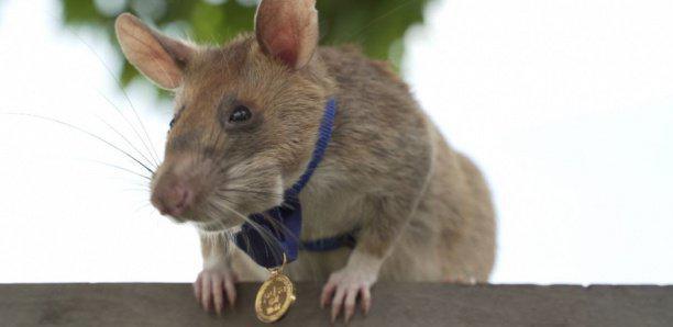 Un rat héroïque détecteur de mine reçoit une médaille d'or