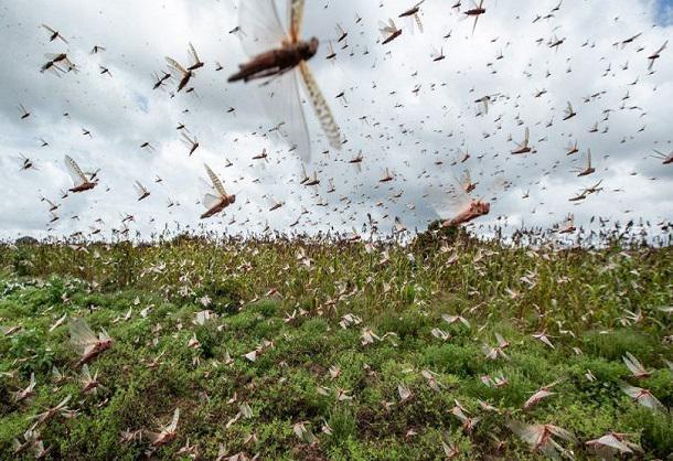 Urgence signalée pour la riziculture de la Vallée du Fleuve: des rats et des criquets dévastent les champs