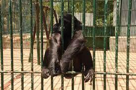 SALAIRES BAS, DIFFICILES CONDITIONS DE TRAVAIL, DISCRIMINATION ET SUREXPLOITATION Des employés du Parc zoologique et forestier de Hann fustigent la gestion du capitaineSèye