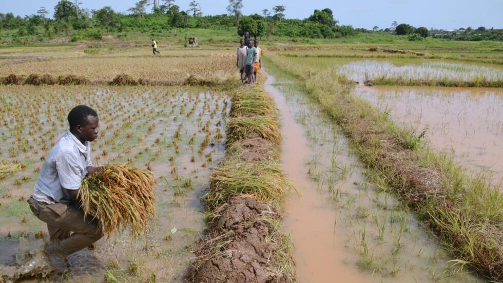 L’Afrique de l’Ouest peut augmenter considérablement sa production rizicole, sous quelques conditions (rapport)