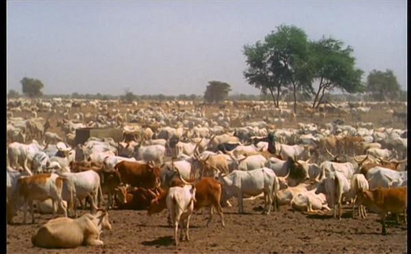 VOLS DE BŒUFS AU FOULADOU : Dans les arcanes d’un trafic bien huilé