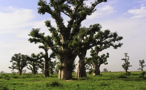 Forêt de Sébikotane : les populations s’opposent à un projet agricole sur 115 hectares