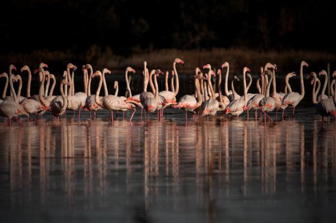 Visites thématiques sur l’ornithologie à la réserve naturelle de l’étang de Biguglia Visites thématiques sur l’ornithologie à la réserve naturelle de l’étang de Biguglia