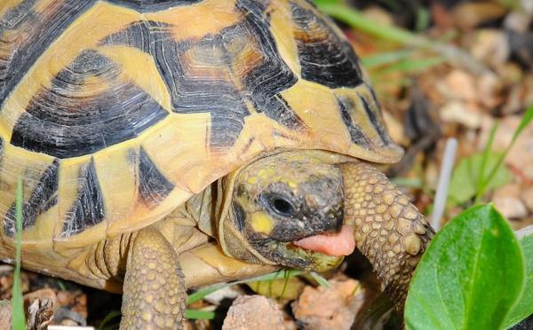 Réf.45 : A Casa di u Parcu (Village des tortues)- Moltifau