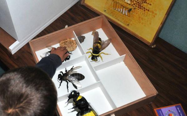 Réf.49 : Da l’apa à u mele : abeille et miels de Corse