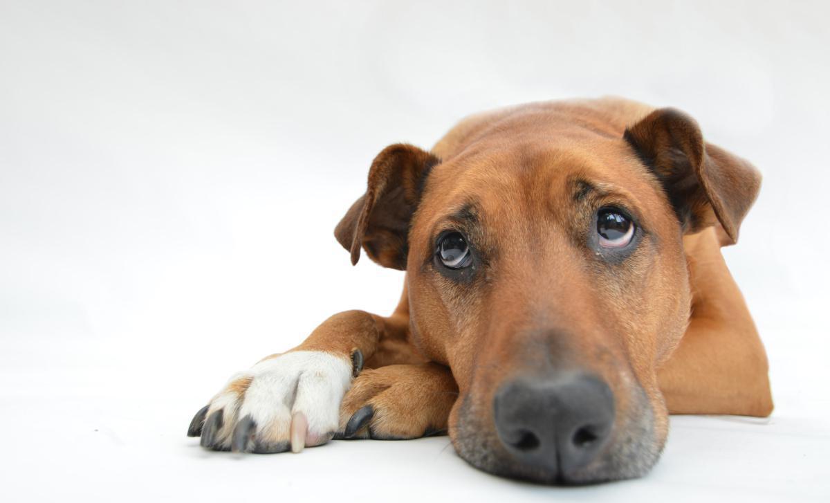 Pourquoi soucrire une assurance santé pour votre chien et/ou votre chat ? Pourquoi soucrire une assurance santé pour votre chien et/ou votre chat ?