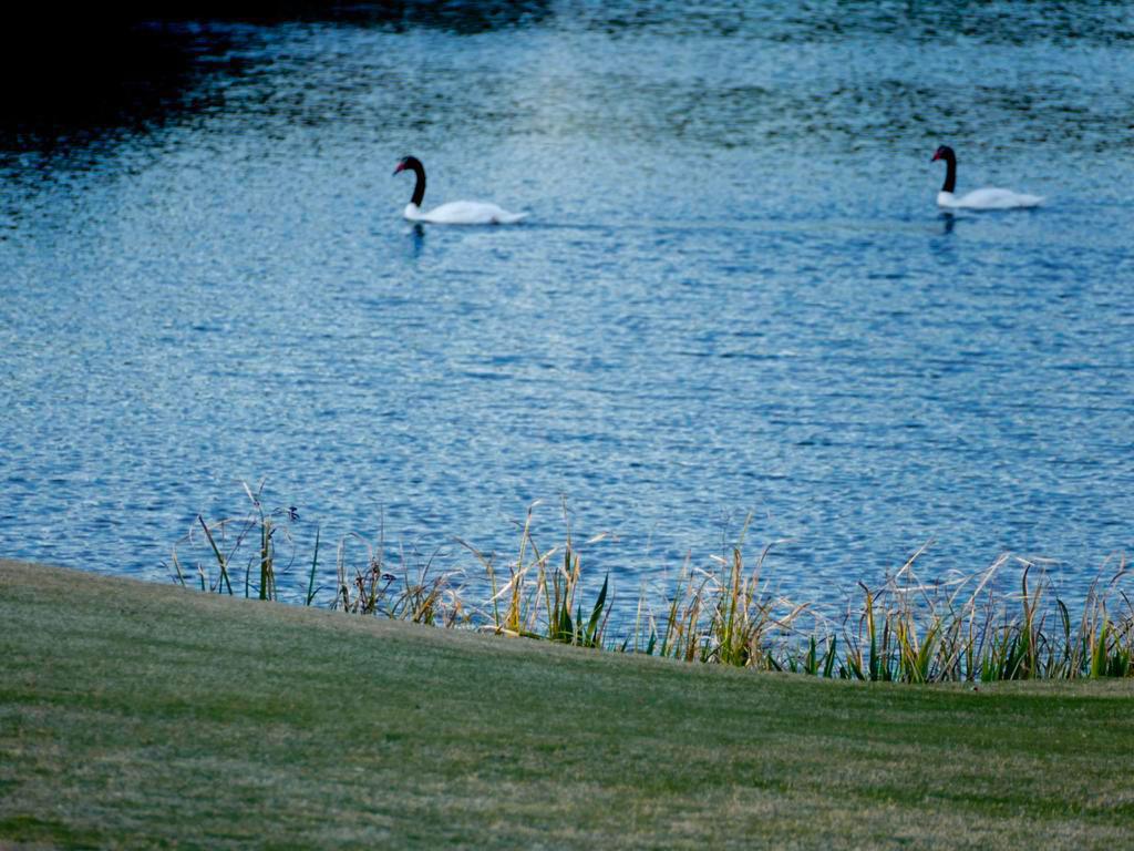 Bs As Golf