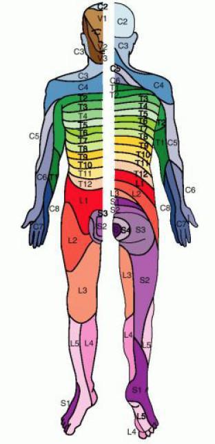 Compression médullaire Compression médullaire