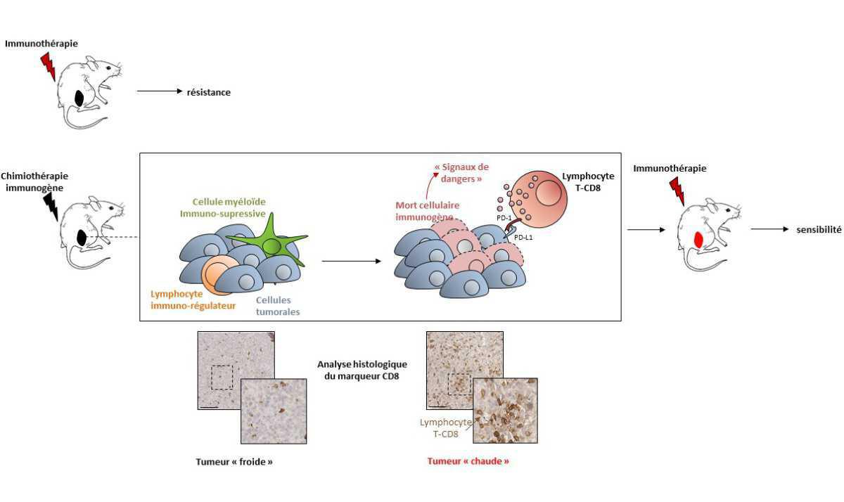 Chimiothérapie "immunogène" : de quoi parlons nous ? Chimiothérapie "immunogène" : de quoi parlons nous ?
