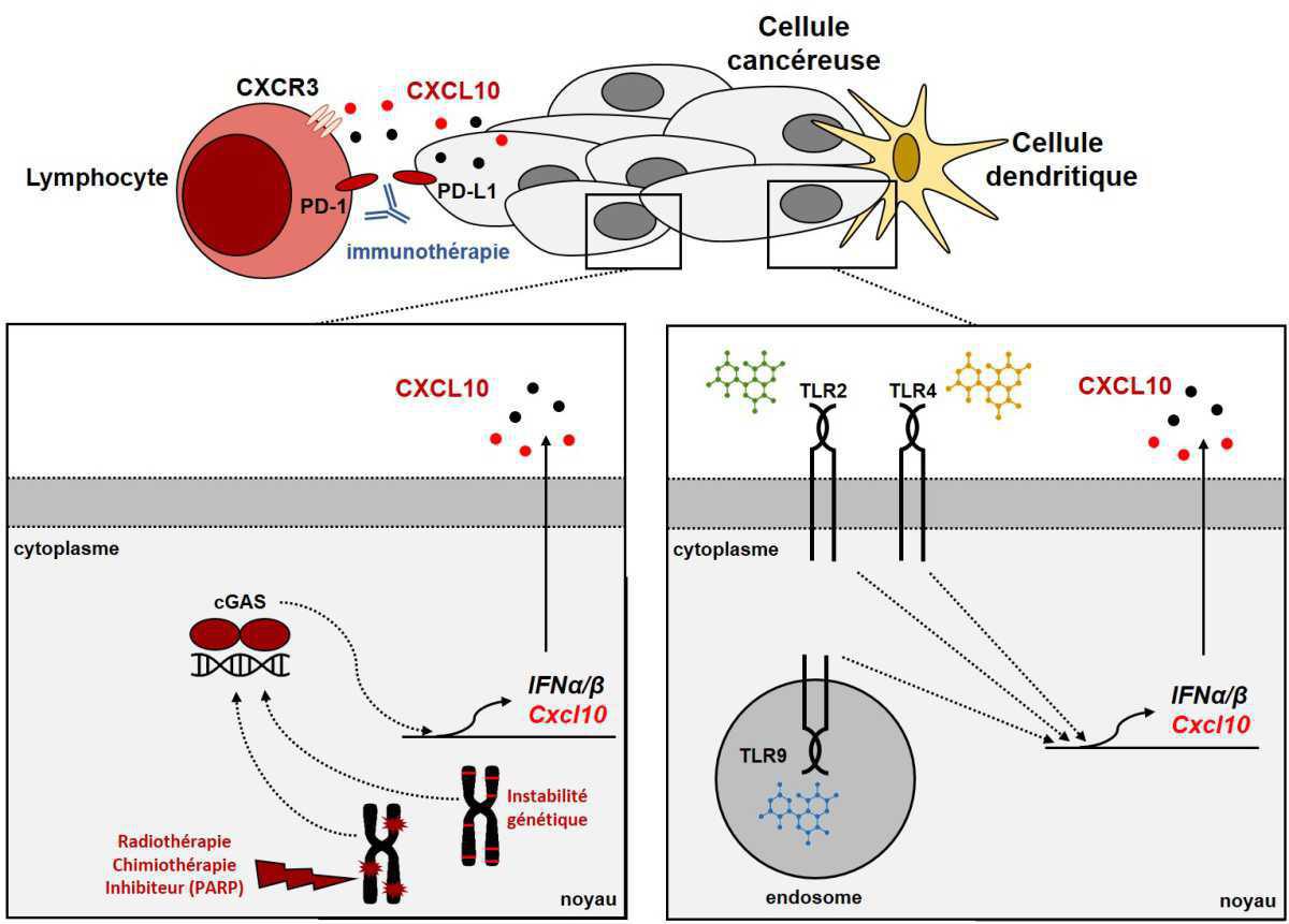 CXCL10 : ♪♫ Voilà les T, voilà les T ! ♪♫ CXCL10 : ♪♫ Voilà les T, voilà les T ! ♪♫