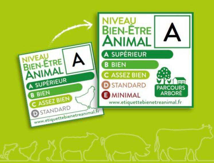 Carrefour, U et Galliance s’engagent à leur tour dans l’étiquetage du bien-être animal