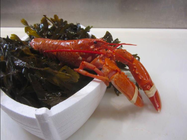Carrefour Market Vannes : un homard sauvé par sa couleur