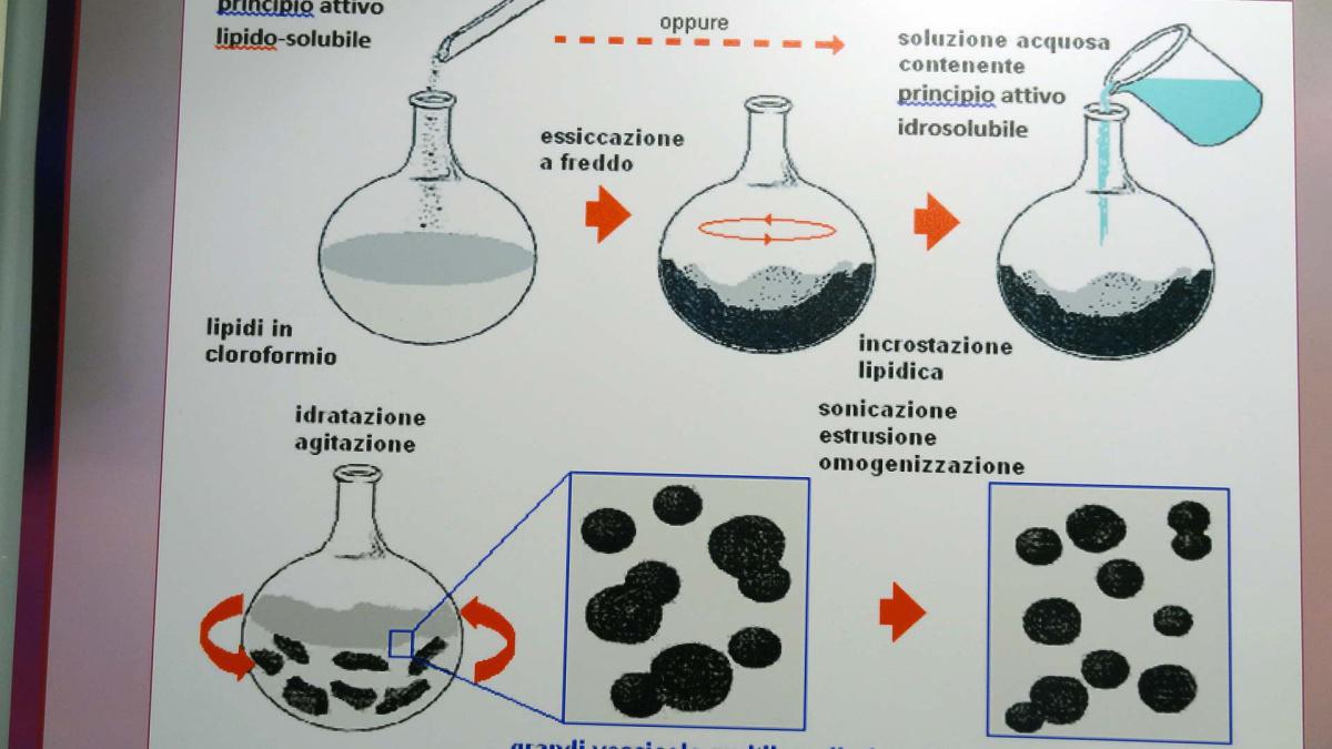26. Prunosom. Dalle foglie alle creme anti-age: la magia dei liposomi e degli antiossidanti vegetali 26. Prunosom. Dalle foglie alle creme anti-age: la magia dei liposomi e degli antiossidanti vegetali