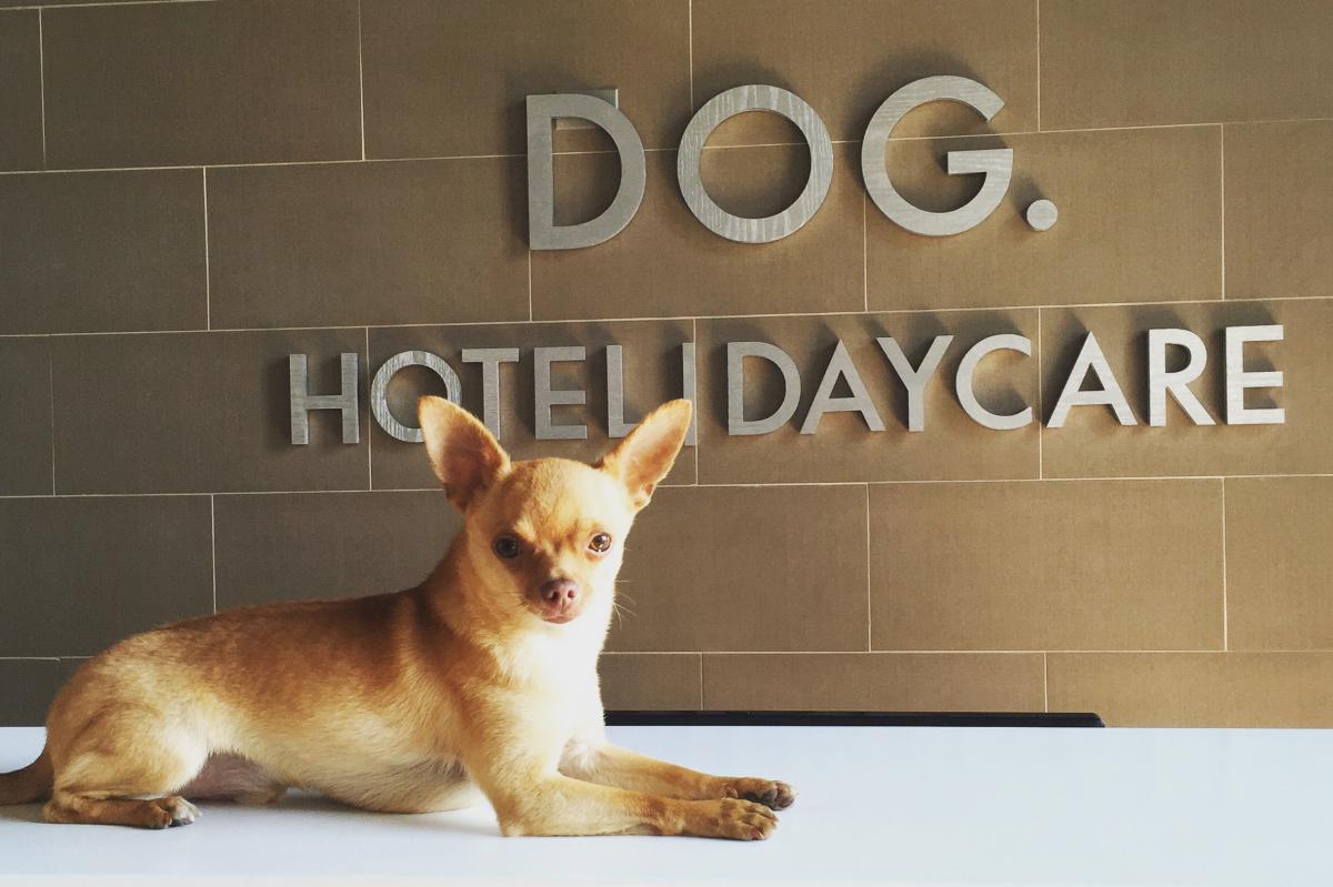 Dog. Hotel | Day Care LLC