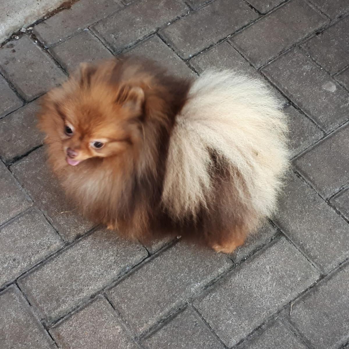 Ferraz Poms Kennel