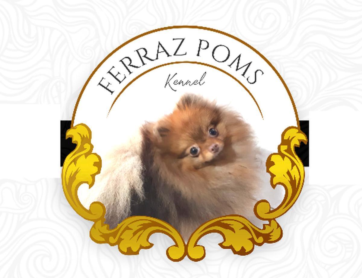 Ferraz Poms Kennel Ferraz Poms Kennel