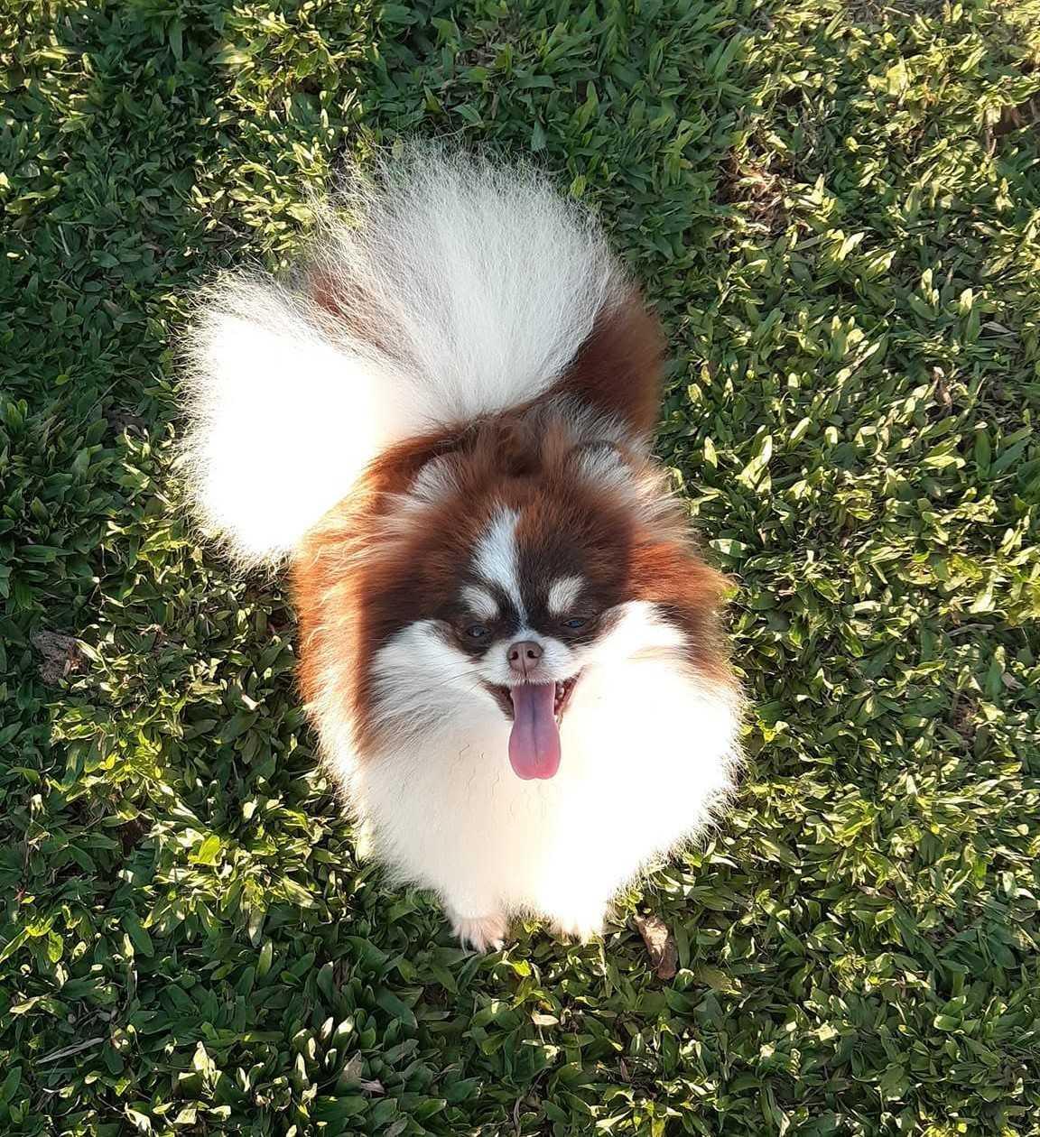 Ferraz Poms Kennel Ferraz Poms Kennel