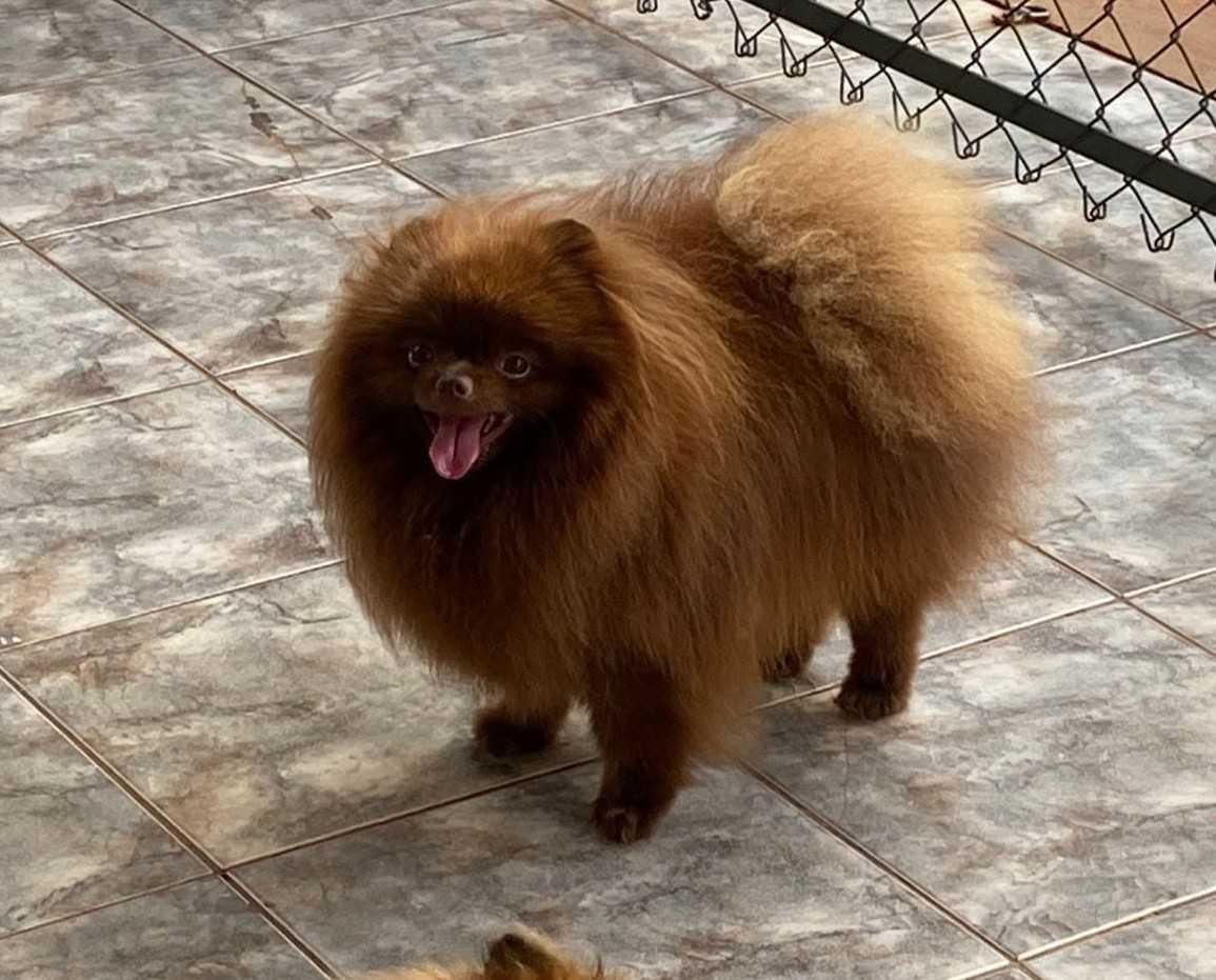 Ferraz Poms Kennel Ferraz Poms Kennel