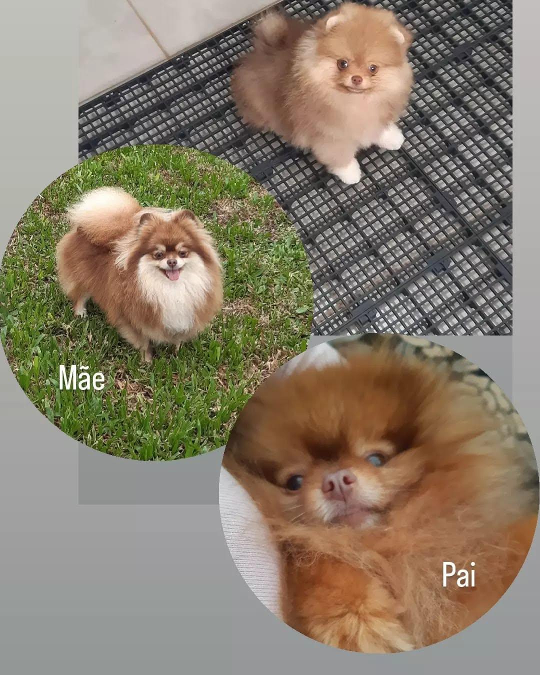 Ferraz Poms Kennel Ferraz Poms Kennel