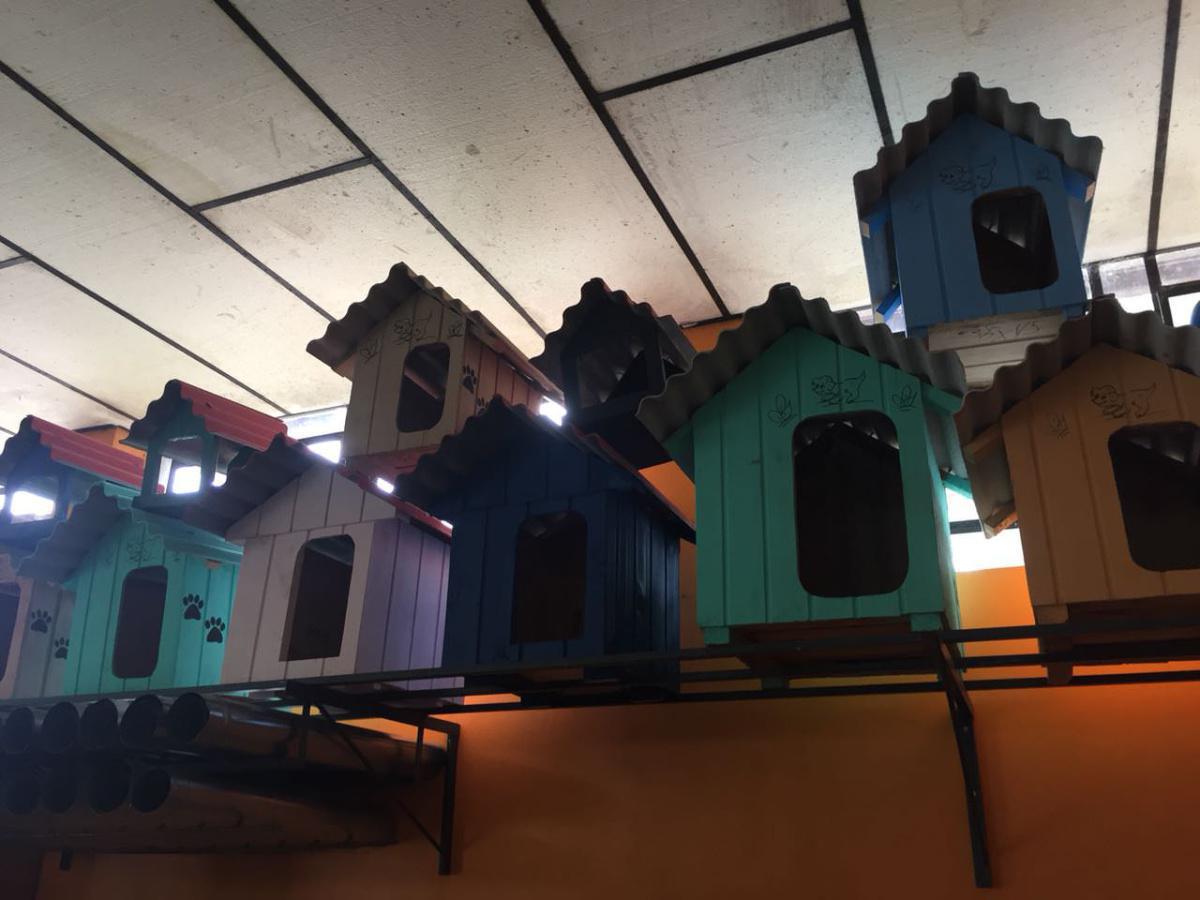 Dicas Agropecuária Dicas Agropecuária