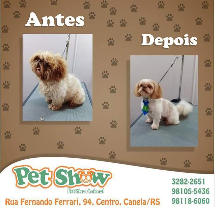 Pet Show Estética Animal Pet Show Estética Animal