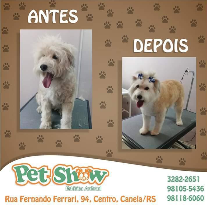 Pet Show Estética Animal Pet Show Estética Animal