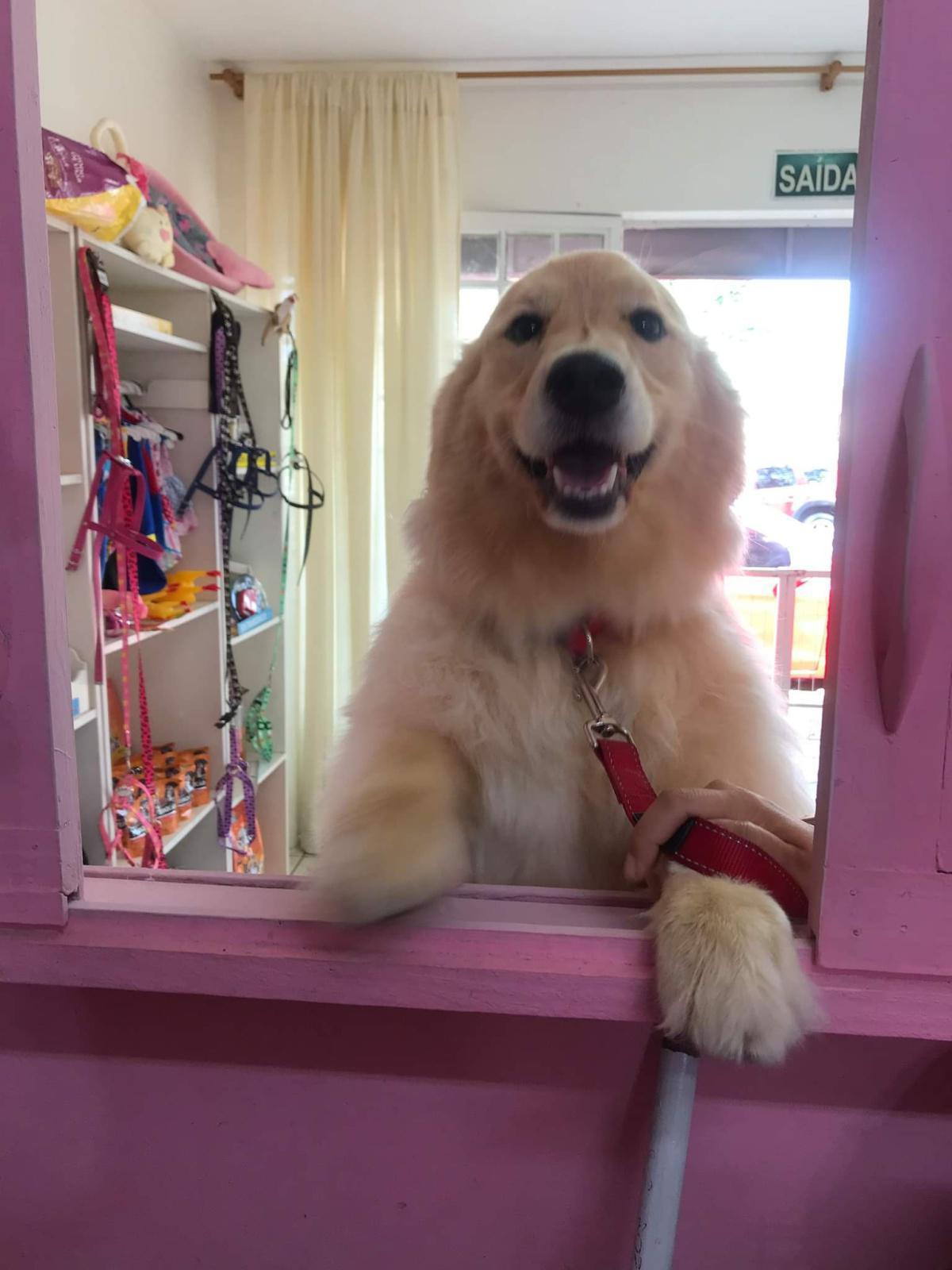 Bicho Mimado Bicho Mimado