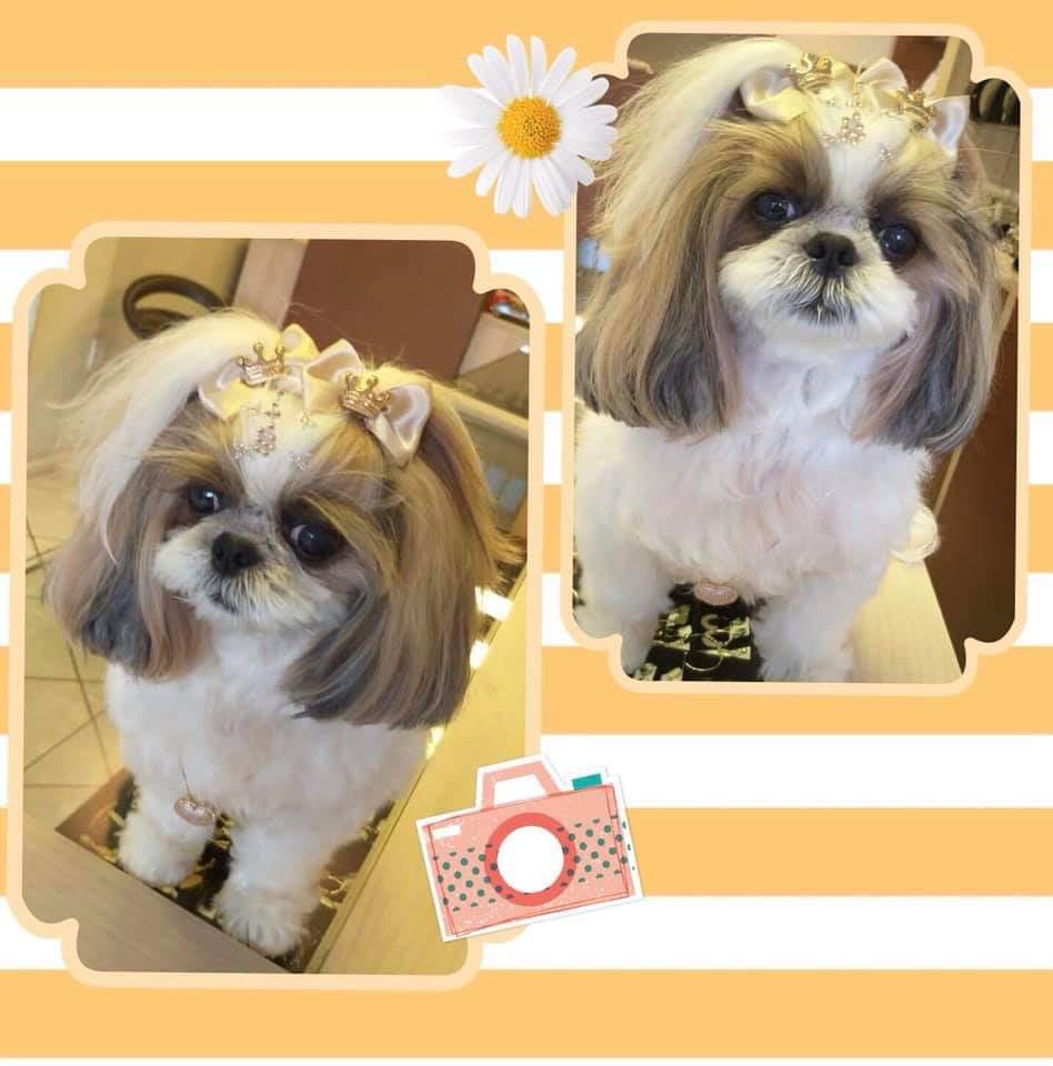 Bicho Mimado Bicho Mimado