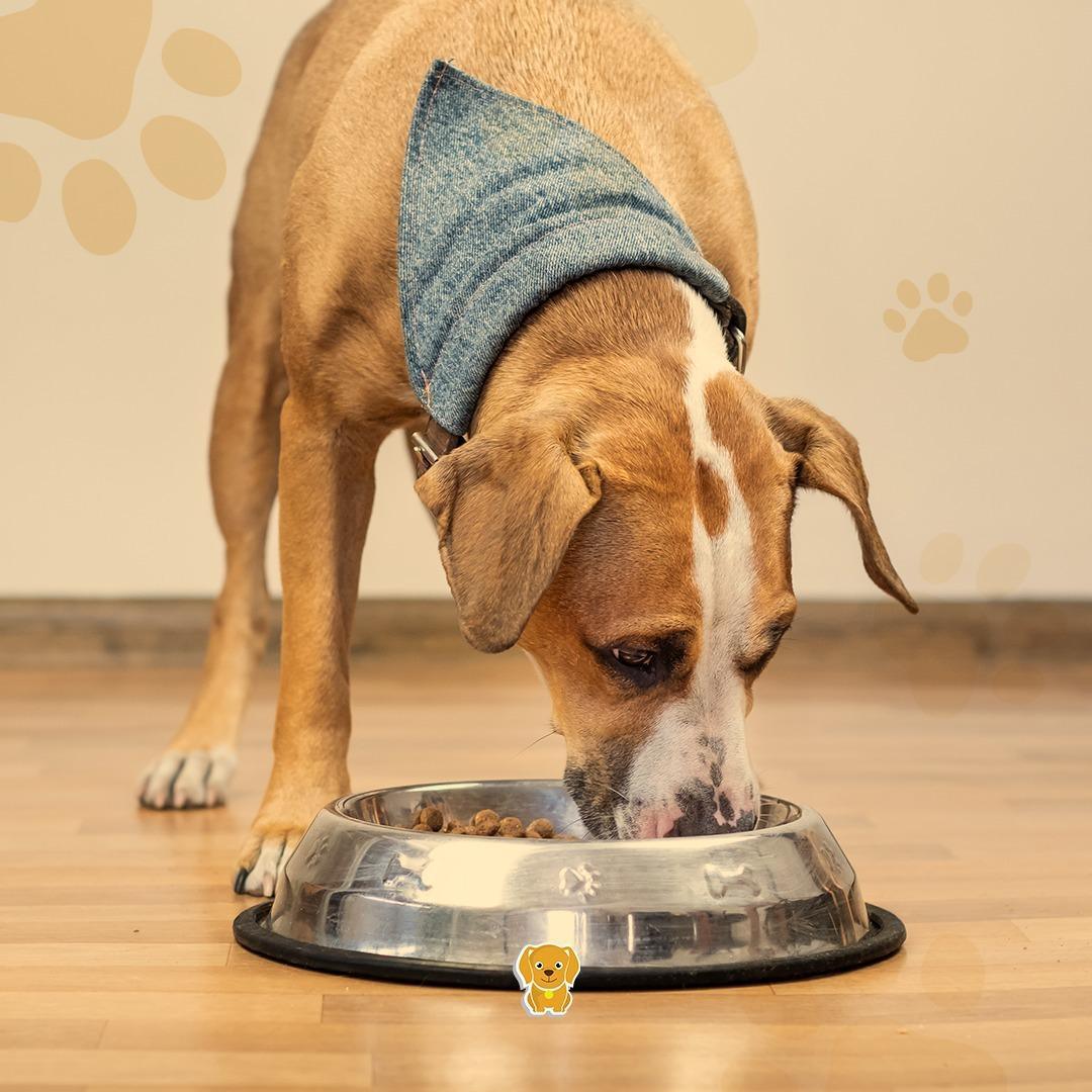 4 Patinhas Pet Shop 4 Patinhas Pet Shop