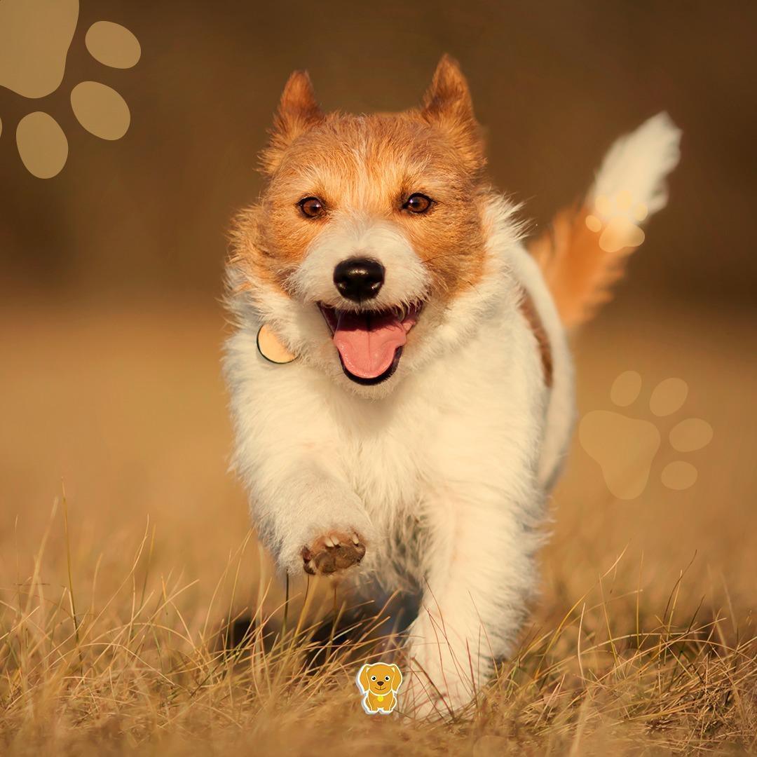 4 Patinhas Pet Shop 4 Patinhas Pet Shop