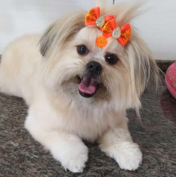 Animania Espaço Pet Animania Espaço Pet