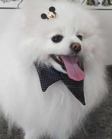 Animania Espaço Pet Animania Espaço Pet