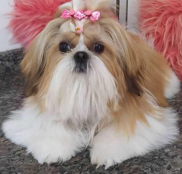 Animania Espaço Pet Animania Espaço Pet