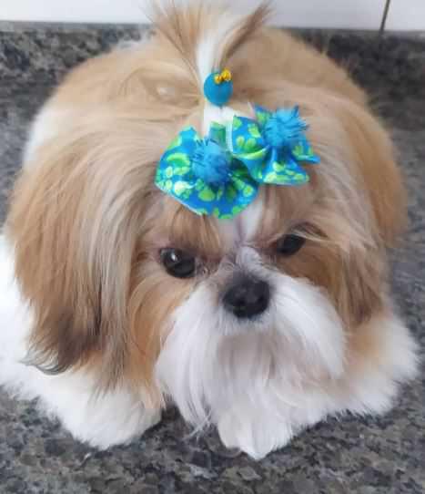 Animania Espaço Pet Animania Espaço Pet