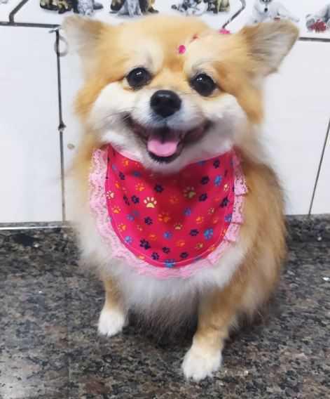 Animania Espaço Pet Animania Espaço Pet