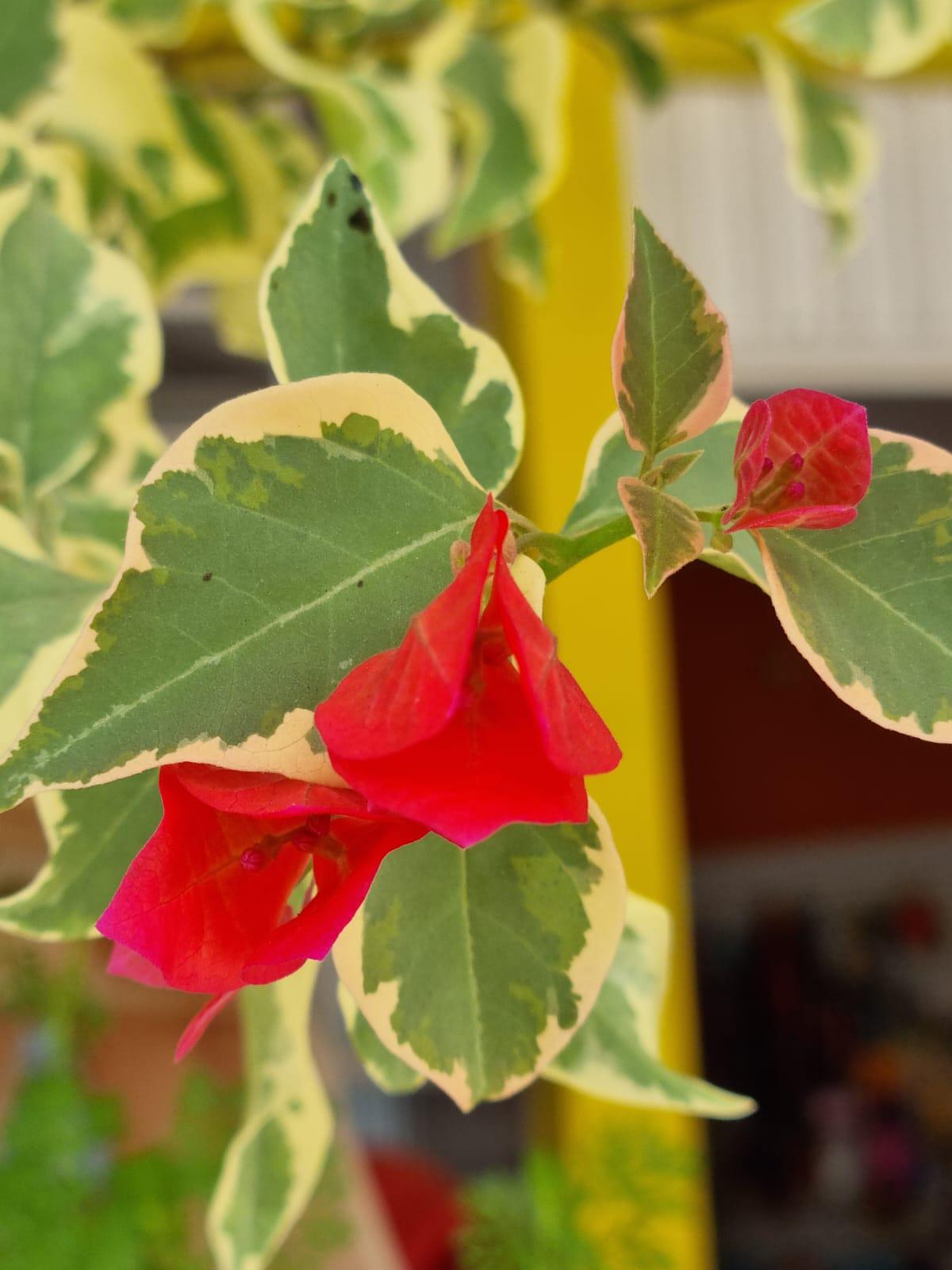 Agropet Esquina do Pet Agropet Esquina do Pet