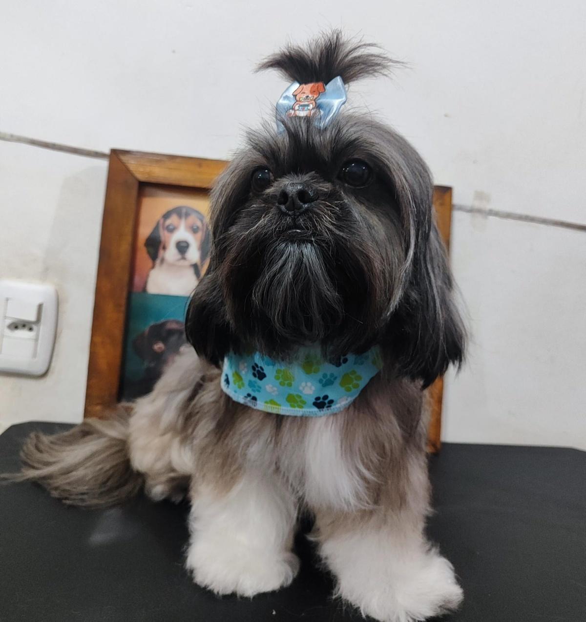 Grand Pets Grand Pets